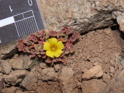 Oxalis compacta, photographed by Nicolás Lavandero