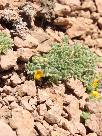 Adesmia glomerula, photographed by Nicolás Lavandero