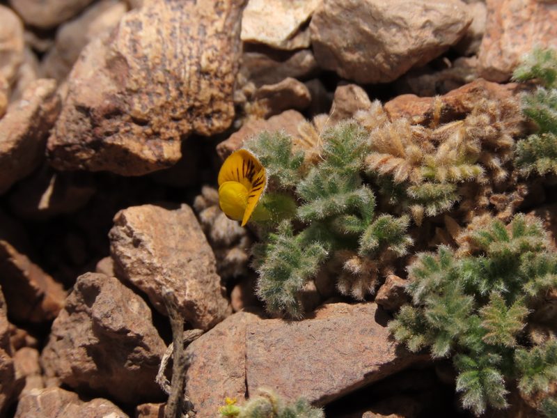 Adesmia glomerula, photographed by Nicolás Lavandero