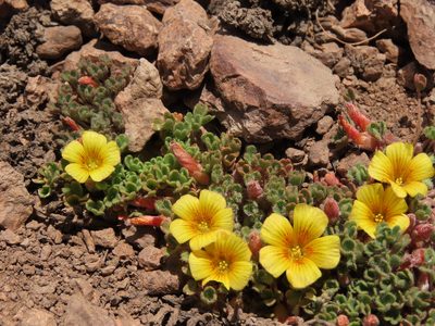 Oxalis compacta, photographed by Nicolás Lavandero