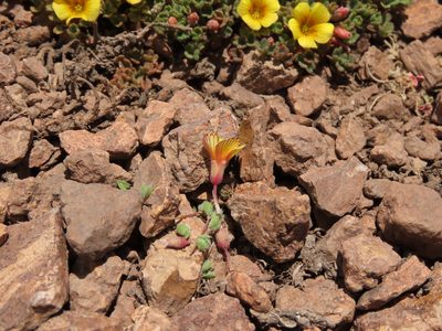 Oxalis compacta, photographed by Nicolás Lavandero