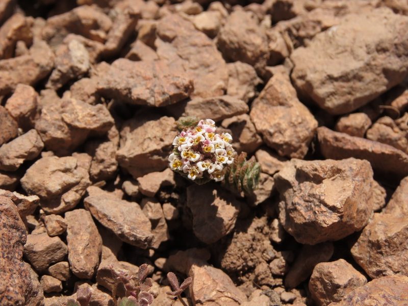 Nassauvia lagascae, photographed by Nicolás Lavandero