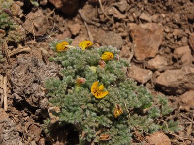 Adesmia glomerula, photographed by Nicolás Lavandero