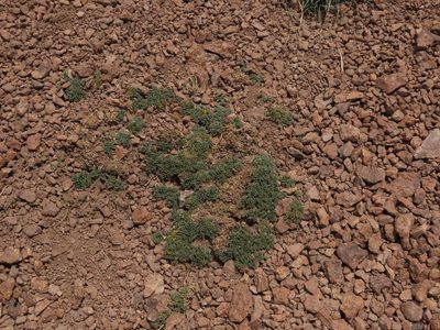 Adesmia glomerula, photographed by Nicolás Lavandero