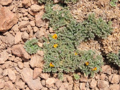 Adesmia glomerula, photographed by Nicolás Lavandero