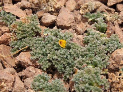 Adesmia glomerula, photographed by Nicolás Lavandero
