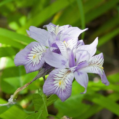 Iris gracilipes, photographed by Timur Kalininsky