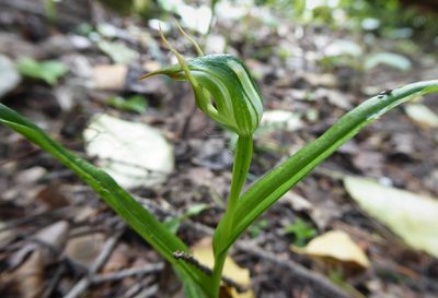 Pterostylis graminea, photographed by Aalbert Rebergen