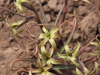 Tristagma nivale, photographed by Nicolás Lavandero