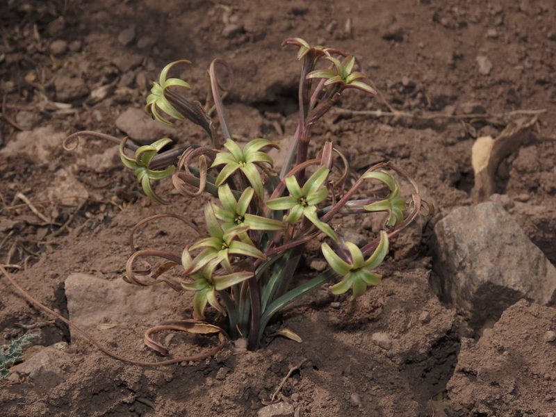 Tristagma nivale, photographed by Nicolás Lavandero