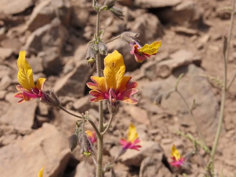 Schizanthus coccineus, photographed by Nicolás Lavandero