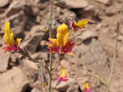 Schizanthus coccineus, photographed by Nicolás Lavandero