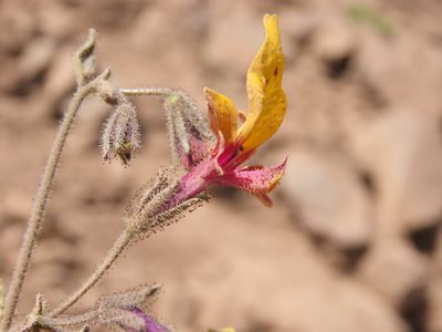Schizanthus coccineus, photographed by Nicolás Lavandero