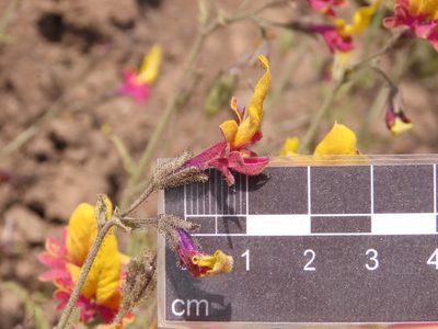 Schizanthus coccineus, photographed by Nicolás Lavandero