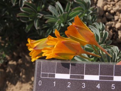 Tropaeolum polyphyllum, photographed by Nicolás Lavandero