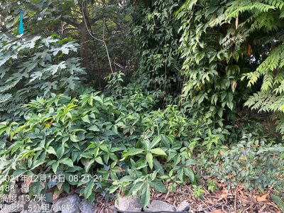 Syngonium angustatum, photographed by 謝麗霦