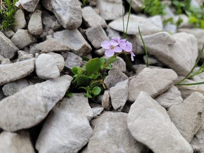 Noccaea rotundifolia, photographed by Elias
