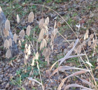 Chasmanthium latifolium, photographed by saltyhiker