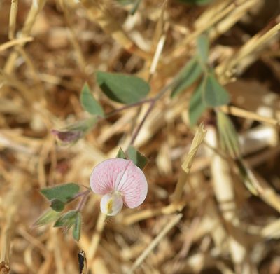 Acmispon americanus, photographed by Cricket Raspet