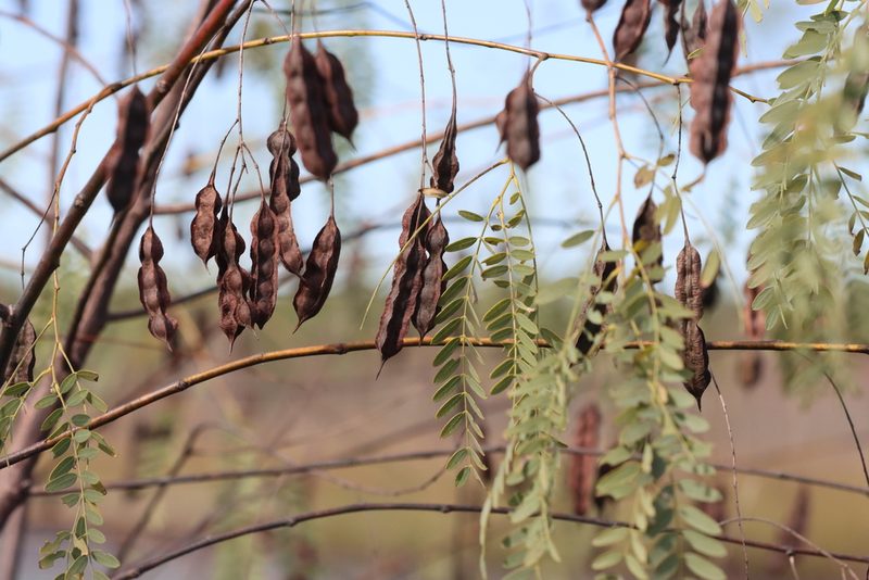 Sesbania drummondii, photographed by Mike Tilley