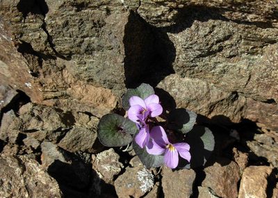 Viola flettii, photographed by John Brew