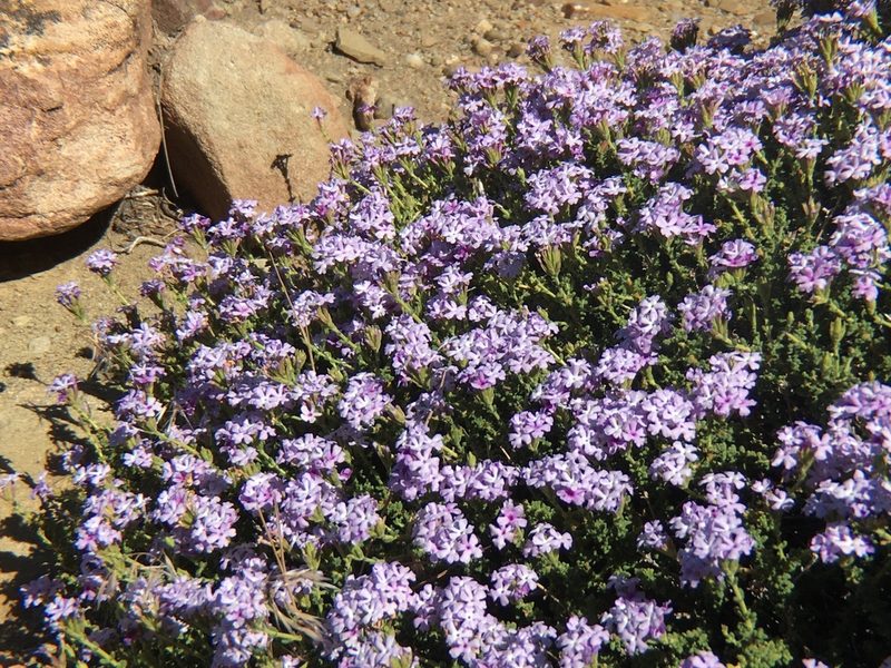 Junellia thymifolia, photographed by Valentín Alfano