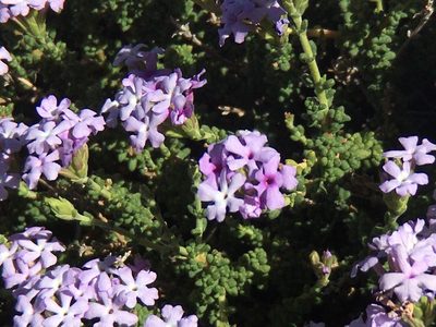 Junellia thymifolia, photographed by Valentín Alfano