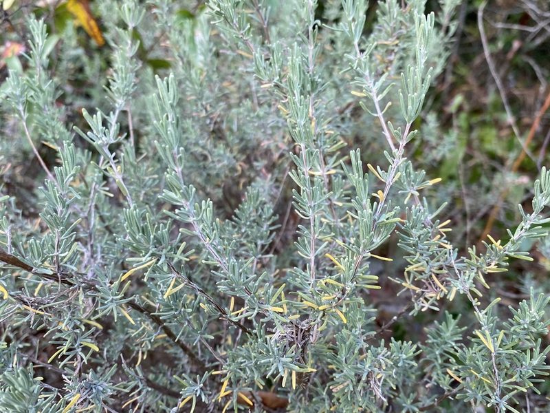 Conradina canescens, photographed by Daniel McNair