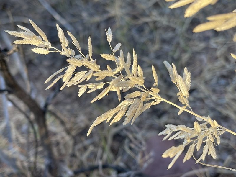 Eragrostis cilianensis, photographed by Robbie Hannawacker