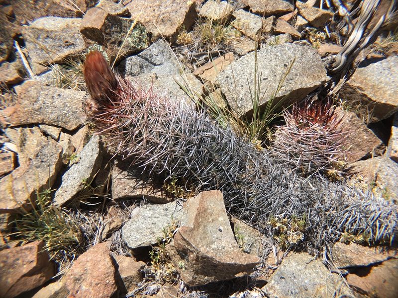 Austrocactus bertinii, photographed by Valentín Alfano