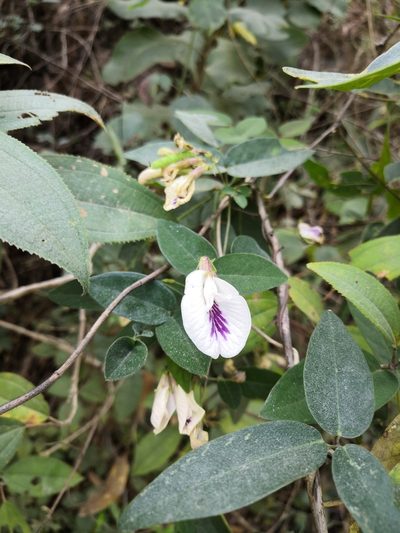 Clitoria mexicana, photographed by Ana Nuño