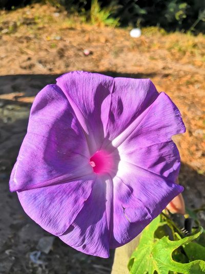 Ipomoea setosa, photographed by Ana Nuño