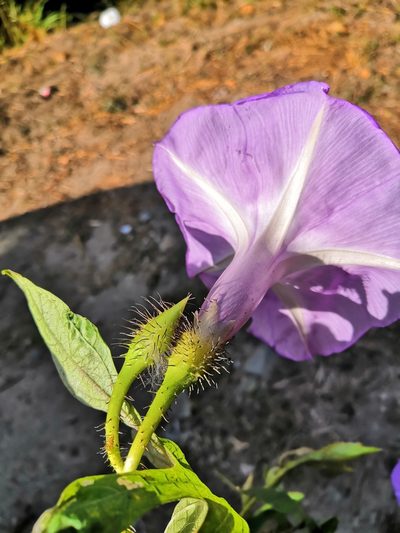 Ipomoea setosa, photographed by Ana Nuño