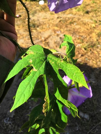 Ipomoea setosa, photographed by Ana Nuño