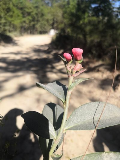 Euphorbia peritropoides, photographed by Ana Nuño