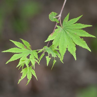 Acer sieboldianum, photographed by Timur Kalininsky