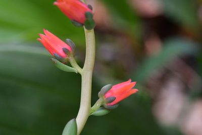Echeveria goldmanii, photographed by Neptalí Ramírez Marcial
