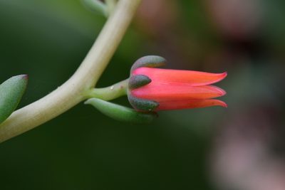 Echeveria goldmanii, photographed by Neptalí Ramírez Marcial