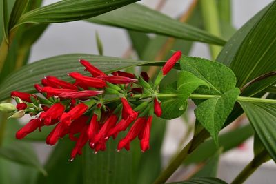 Salvia holwayi, photographed by Neptalí Ramírez Marcial