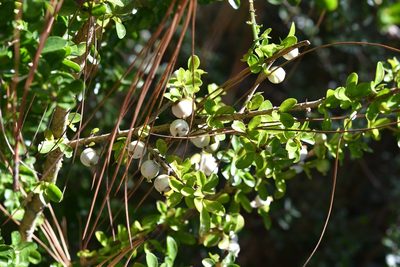 Randia chiapensis, photographed by Neptalí Ramírez Marcial