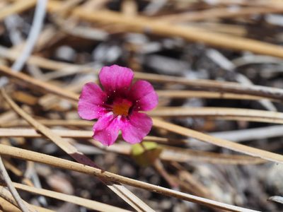 Diplacus bicolor, photographed by Nina House