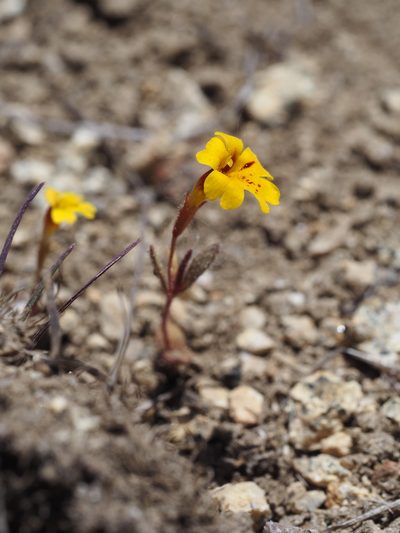 Erythranthe barbata, photographed by Nina House