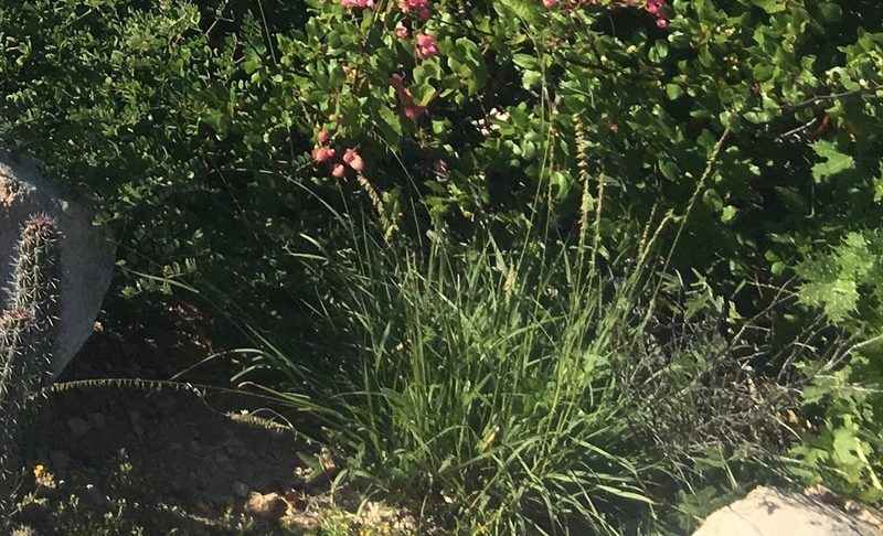 Bouteloua reflexa, photographed by Adam J. Searcy