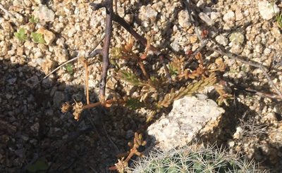 Portulaca californica, photographed by Adam J. Searcy