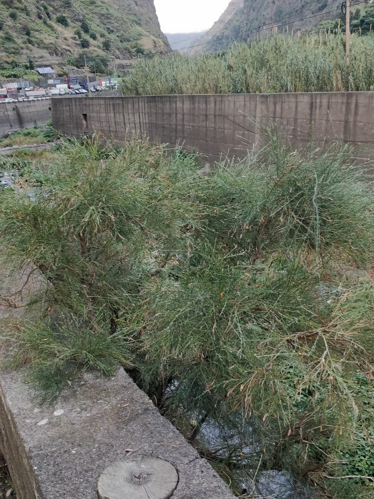 Genista tenera, photographed by Vítor Jorge