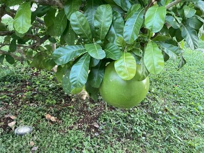 Crescentia cujete, photographed by Henggang Cui