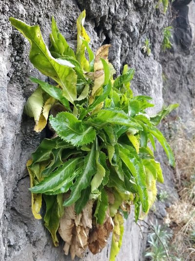 Musschia aurea, photographed by Vítor Jorge