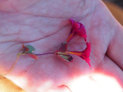 Diplacus bicolor, photographed by Nina House
