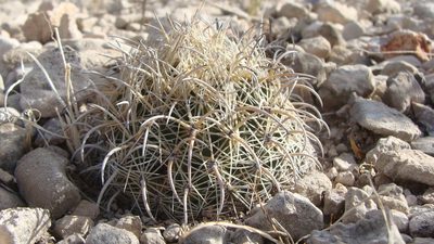 Coryphantha kracikii, photographed by Alejandro Sigala Chávez