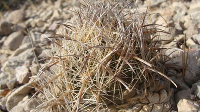 Coryphantha kracikii, photographed by Alejandro Sigala Chávez